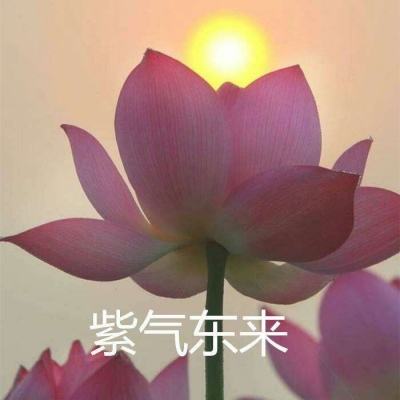 坦克联出击手游下载